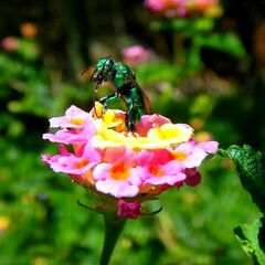 Euglossa