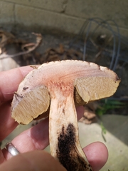 Leccinellum