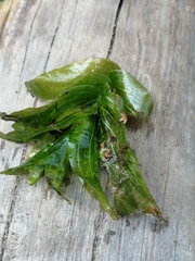 Potamogeton perfoliatus