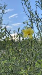 Parkinsonia texana
