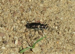 Cicindela punctulata