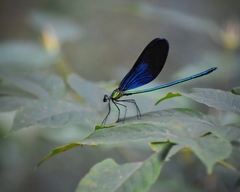 Matrona basilaris