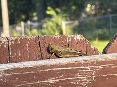 Melanoplus differentialis