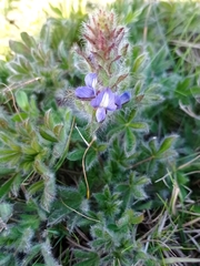 Lupinus bracteolaris
