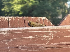 Melanoplus differentialis
