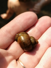 Viviparus contectus