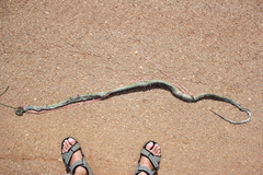 Boiga cyanea