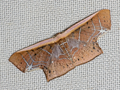 Tessarotis rubrata