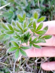 Lupinus bracteolaris