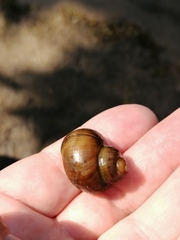 Viviparus contectus