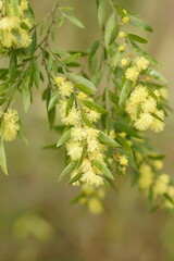 Acacia howittii