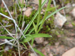 Pheladenia deformis