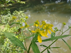 Verbesina alternifolia