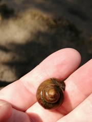 Viviparus contectus