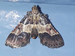 Pyralis pictalis
