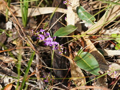 Hardenbergia violacea