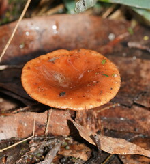 Lactarius eucalypti