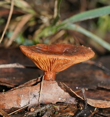 Lactarius eucalypti