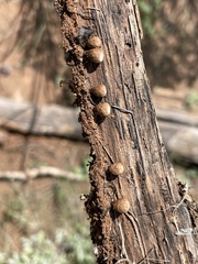 Nidulariaceae