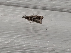 Microcrambus elegans