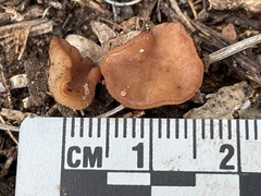Pezizaceae