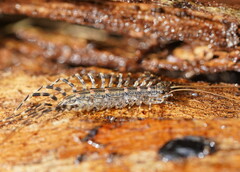 Allothereua maculata
