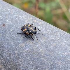 Murgantia histrionica