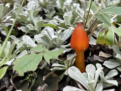 Hygrocybe conica