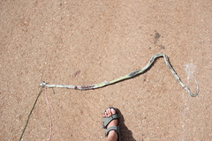 Boiga cyanea
