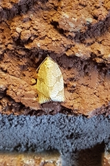 Adoxophyes negundana