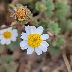 Perityle emoryi