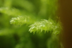 Thuidiopsis