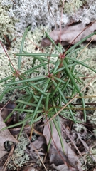 Phemeranthus mengesii