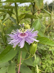 Passiflora incarnata