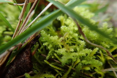 Thuidiopsis
