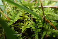 Thuidiopsis