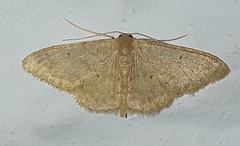 Sterrhinae