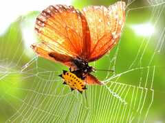 Gasteracantha cancriformis
