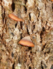 Lentinellus pulvinulus