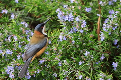 Acanthorhynchus tenuirostris