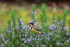 Acanthorhynchus tenuirostris