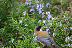 Acanthorhynchus tenuirostris