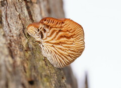 Lentinellus pulvinulus