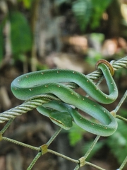 Tropidolaemus wagleri