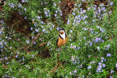 Acanthorhynchus tenuirostris