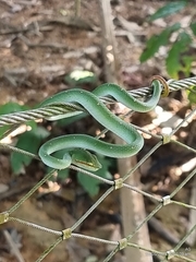 Tropidolaemus wagleri