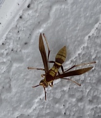 Polistes major major