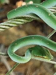 Tropidolaemus wagleri