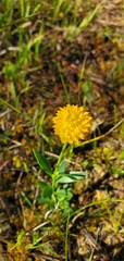 Polygala lutea