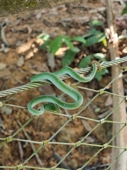 Tropidolaemus wagleri